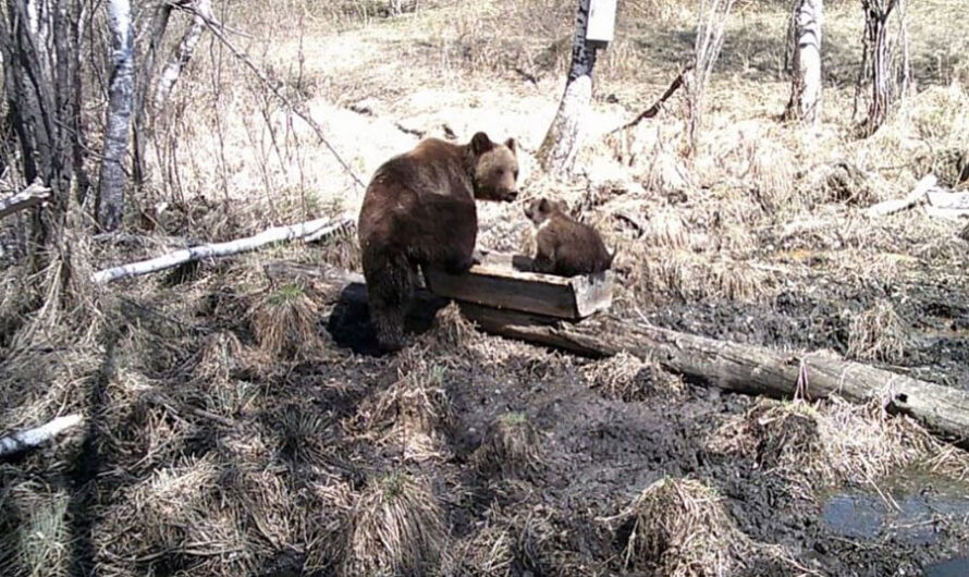 Медвежонок с мамой попали в фотоловушку в Новосибирской области