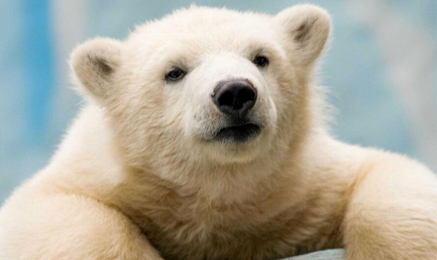 В аномальную жару белым медведям в Новосибирском зоопарке насыпали снега