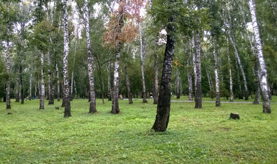 В Березовой роще взамен 260 ветхих деревьев посадят 140 новых