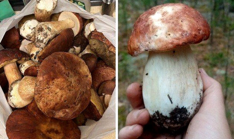 Сезон огромных белых грибов начался в Новосибирской области