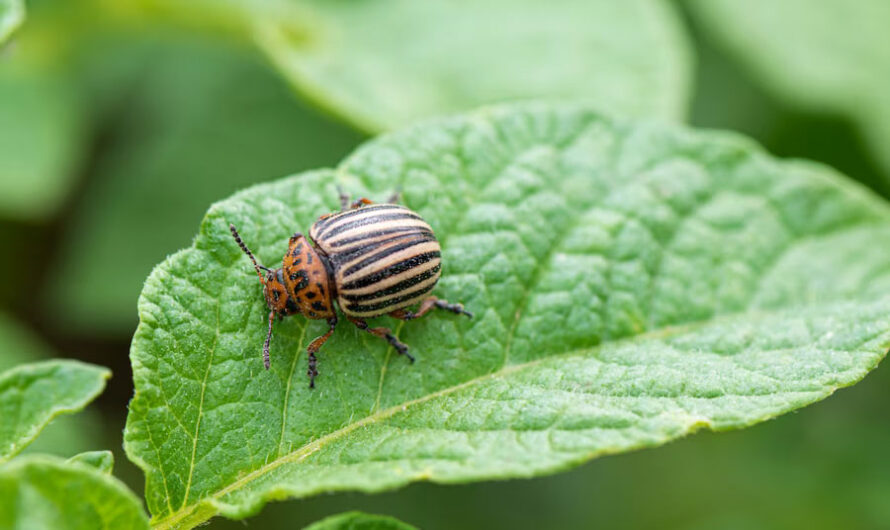 Колорадские жуки пострадали от сурового климата в Новосибирской области