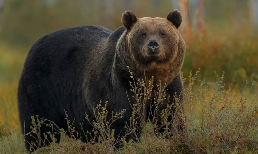 О нашествии медведей предупредили жителей Новосибирской области