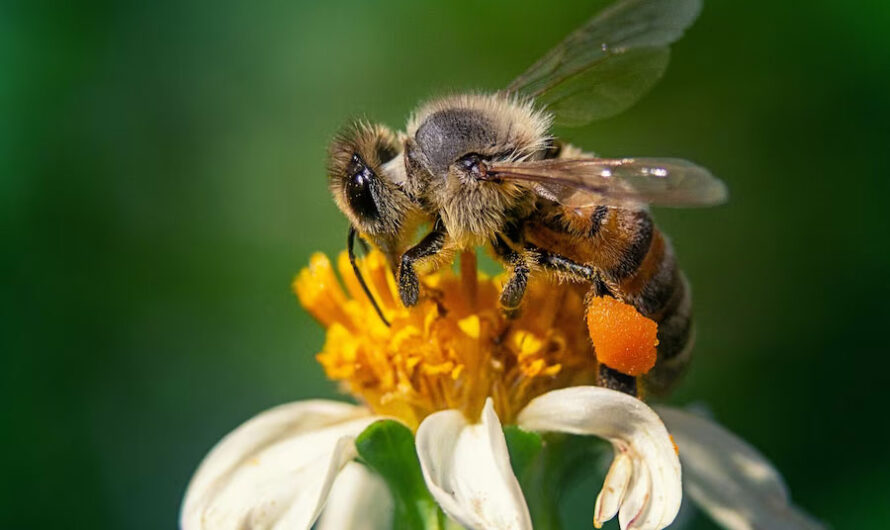 На массовую гибель пчел пожаловались пасечники Новосибирской области