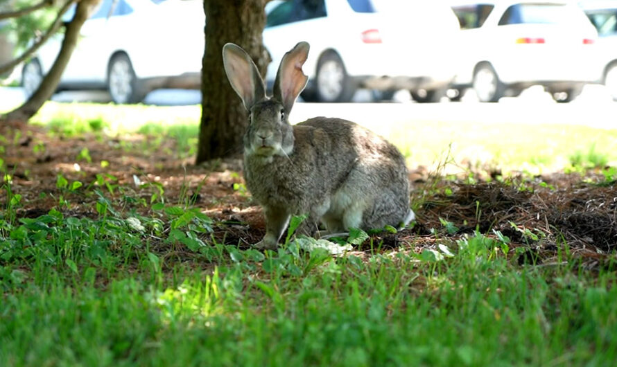 Одичалые кролики расплодились в Академгородке