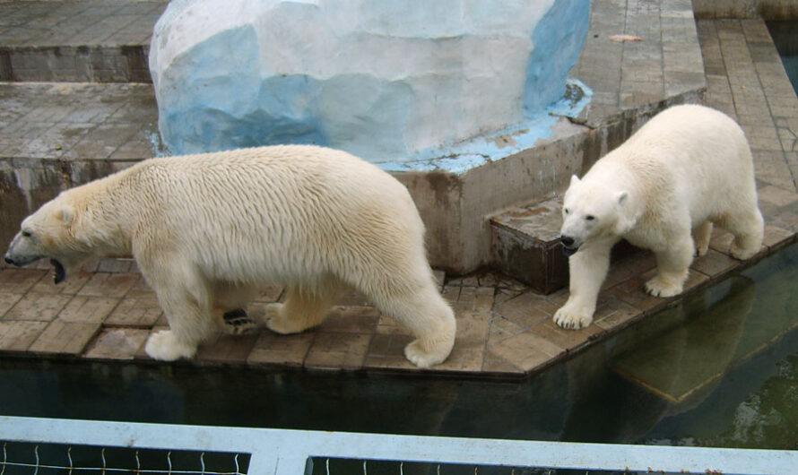 Зоопарк принял решение оставить белых медвежат в Новосибирске