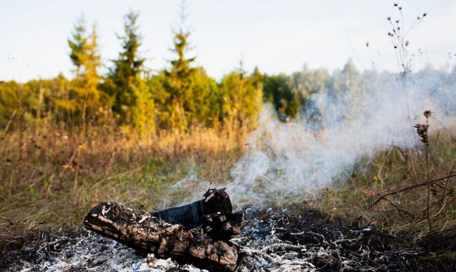 Искусственный интеллект сохранит лес от пожаров в Новосибирской области