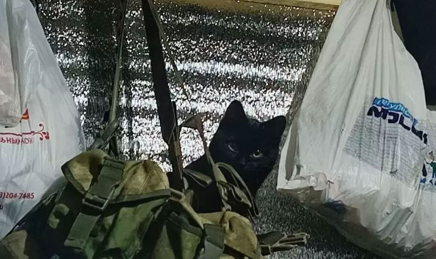 Бездомного котенка Лютого приютили бойцы из Новосибирска в зоне СВО