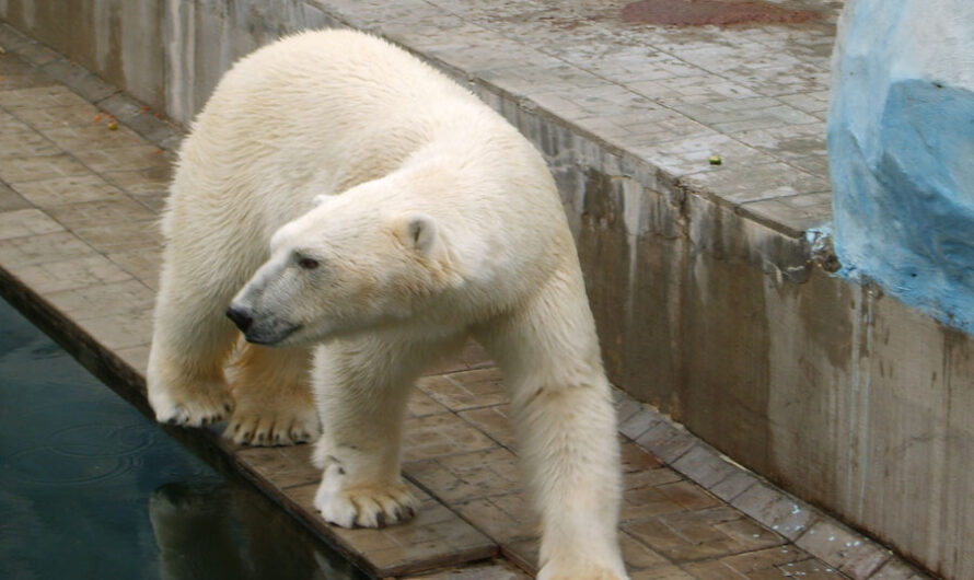 Рожденная в Новосибирском зоопарке белая медведица Шайна переехала в Удмуртию