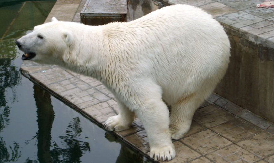 Переезд белых медведей и стеклянный коридор в вольере с пумами – планы Новосибирского зоопарка