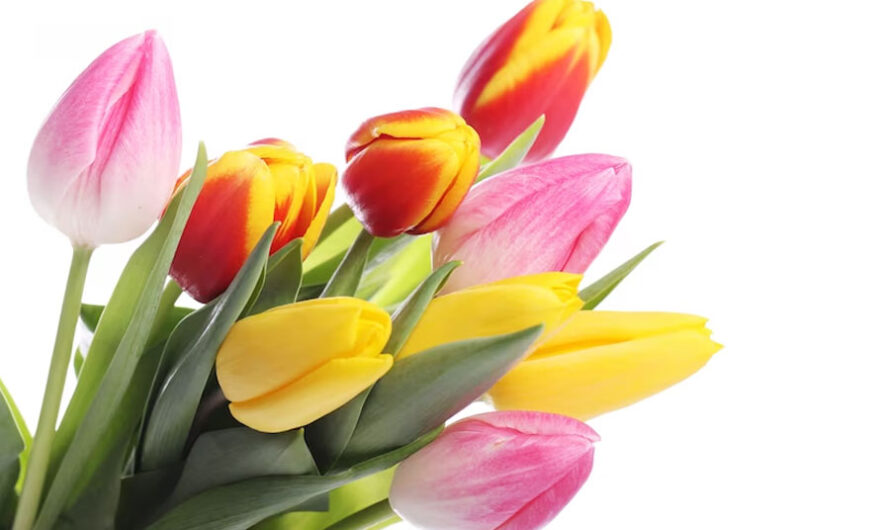 Более 5,5 миллионов цветов привезли в Новосибирск к 8 Марта
