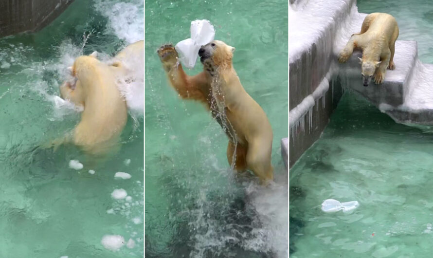 Белые медвежата открыли купальный сезон в Новосибирском зоопарке