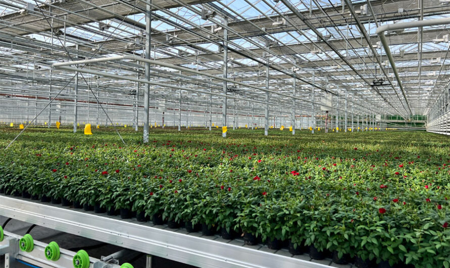 Комплекс по выращиванию уникальных роз запустили в Новосибирской области