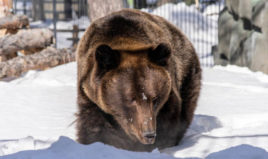 Бурые медведи Лёха и Валя вышли из спячки в Новосибирском зоопарке, следом проснулась гималайская медведица Челси