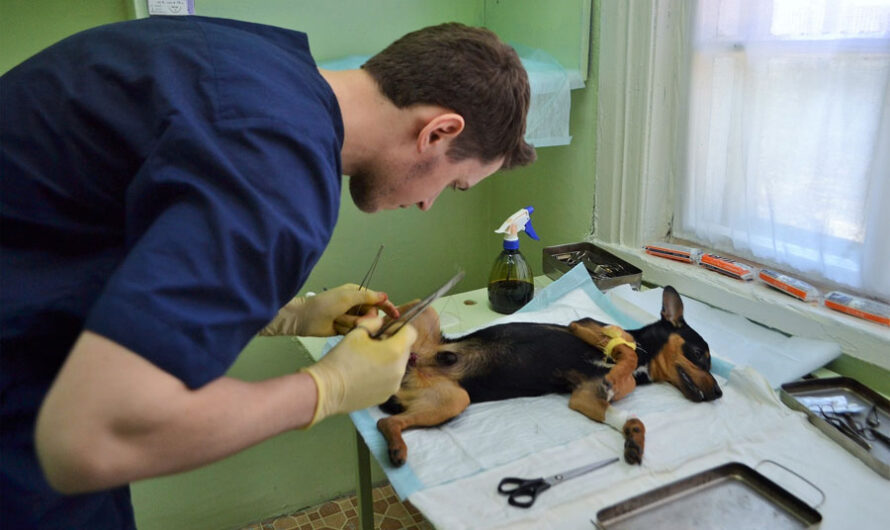 Скорая ветеринарная помощь появилась в Новосибирске