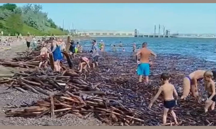 Берега Новосибирского водохранилища завалило бревнами и ветками