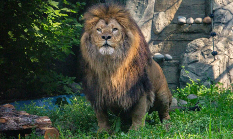 Брутальный африканский лев по имени Ричард поселился в Новосибирском зоопарке