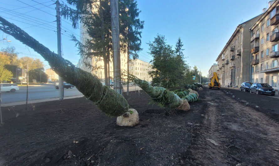 Трехметровые ели из Москвы высадили на проспекте Дзержинского