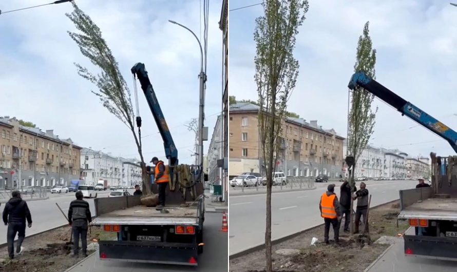 90 тополей отгородят пешеходов и жителей проспекта Дзержинского от дорожной суеты