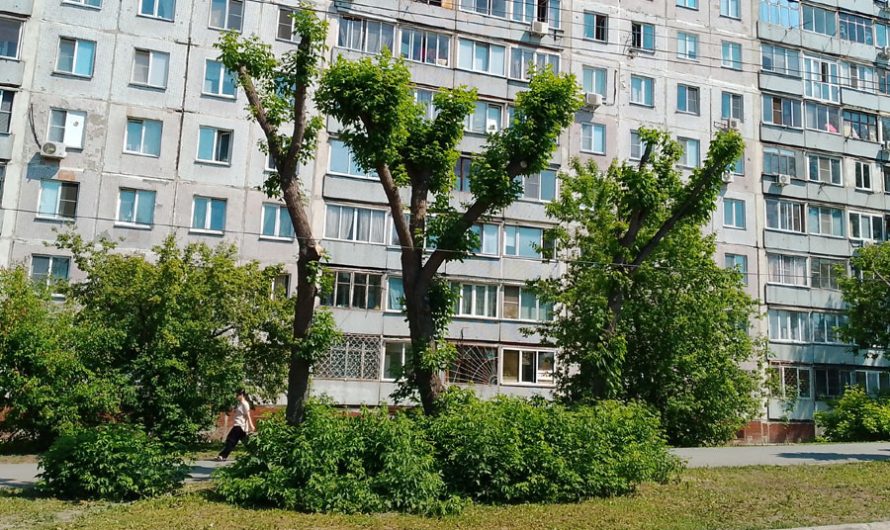 Метод борьбы с тополиным пухом разработали в Октябрьском районе Новосибирска